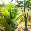 Kentia Palme 140cm im Garten mit Sonnenlicht auf den Palmblättern