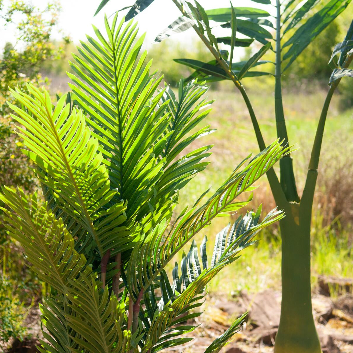 Kentia Palme 140cm im Garten mit Sonnenlicht auf den Palmblättern