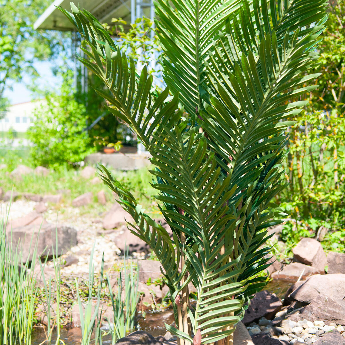 Kentia Palme in natürlicher Umgebung mit modernem Gebäude im Hintergrund