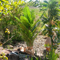 Kentia Palme zwischen Bäumen und anderen Pflanzen bei Sonnenschein