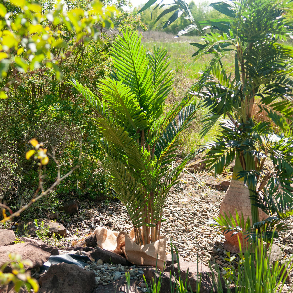 Kentia Palme zwischen Bäumen und anderen Pflanzen bei Sonnenschein