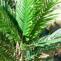 cRealistische Kunstpalme mit feinen Palmwedeln – Kentia 140 cm für Zuhause & Büro