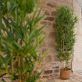 Kuenstlicher Bambusbaum 150 cm fuer dekorative Innenraumgestaltung ohne Pflegeaufwand
