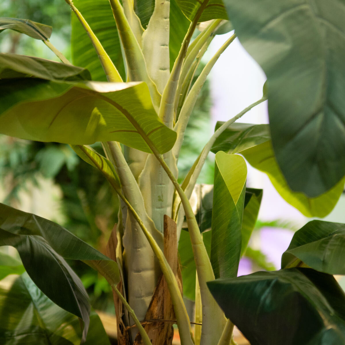 Kuenstlicher Bananenbaum in Uebergroesse – 240 cm fuer lichtarme Bereiche ohne Giessen