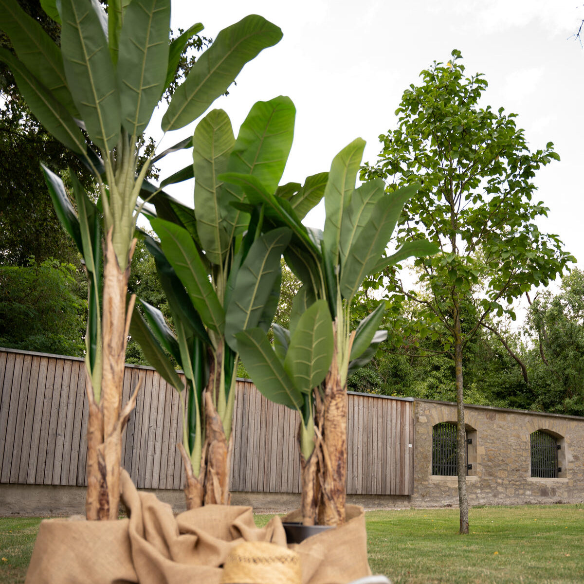 Kunstpflanze Bananenbaum 240 cm – beeindruckender Groesse, fuer gewerblich und privat geeignet