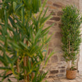 Kuenstlicher Bambusbaum mit weichen Blaettern – 120 cm hoch, ideal fuer moderne Einrichtungen