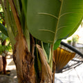 240 cm grosse Kunstpflanze Bananenbaum mit natuerlich geschwungenen Blaettern – tropisch und elegant