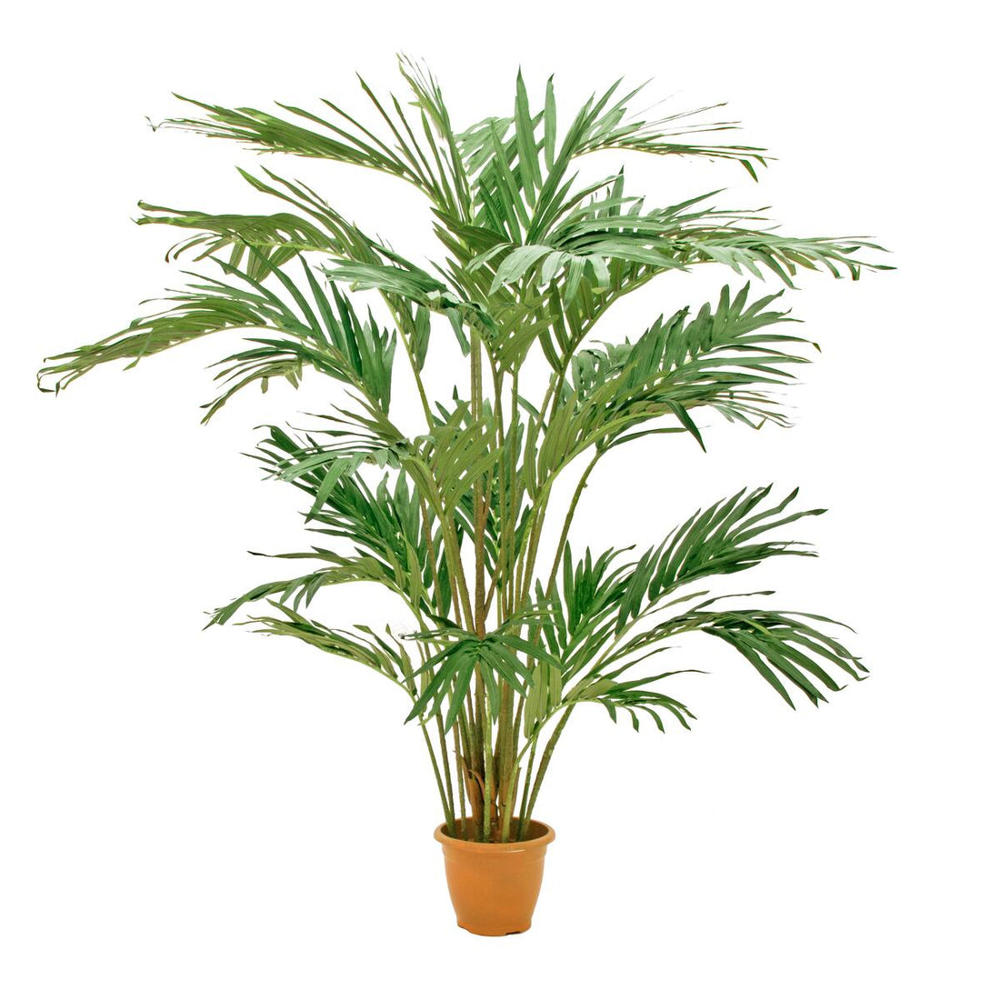 Kuenstliche Kanarische Dattelpalme mit geschwungenen Palmwedeln – 240 cm hoch, beeindruckende Deko fuer Wohnzimmer, Buero oder Hotel