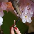 Künstlicher Kirschbaum 160 cm mit feinen rosa Blüten – ideal für Wohnzimmer, Praxis oder Eventdeko