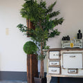 Kunstpflanze Ficus Longifolia 165 cm mit natuerlichem Farbverlauf – fuer Wohnzimmer oder Empfang