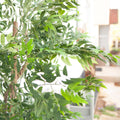Ficus Longifolia Kunstpflanze mit langen Blaettern und echtem Pflanzenlook – 165 cm hoch