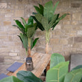 Kuenstliche Pflanze Bananenbaum mit tropischem Flair – 170 cm fuer Wohnzimmer oder Buero