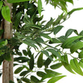 165 cm grosser Ficus Longifolia kuenstlich – naturnah gestaltet mit schmalem Blattwerk