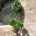 Kuenstlicher Ficus mit stabilem Stamm und dichten Blaettern – 160 cm Dekobaum fuer Innenbereiche