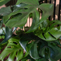 Monstera kuenstlich mit breiten, gelochten Blaettern – 90 cm hoch, moderne Tropenpflanze ohne Giessen