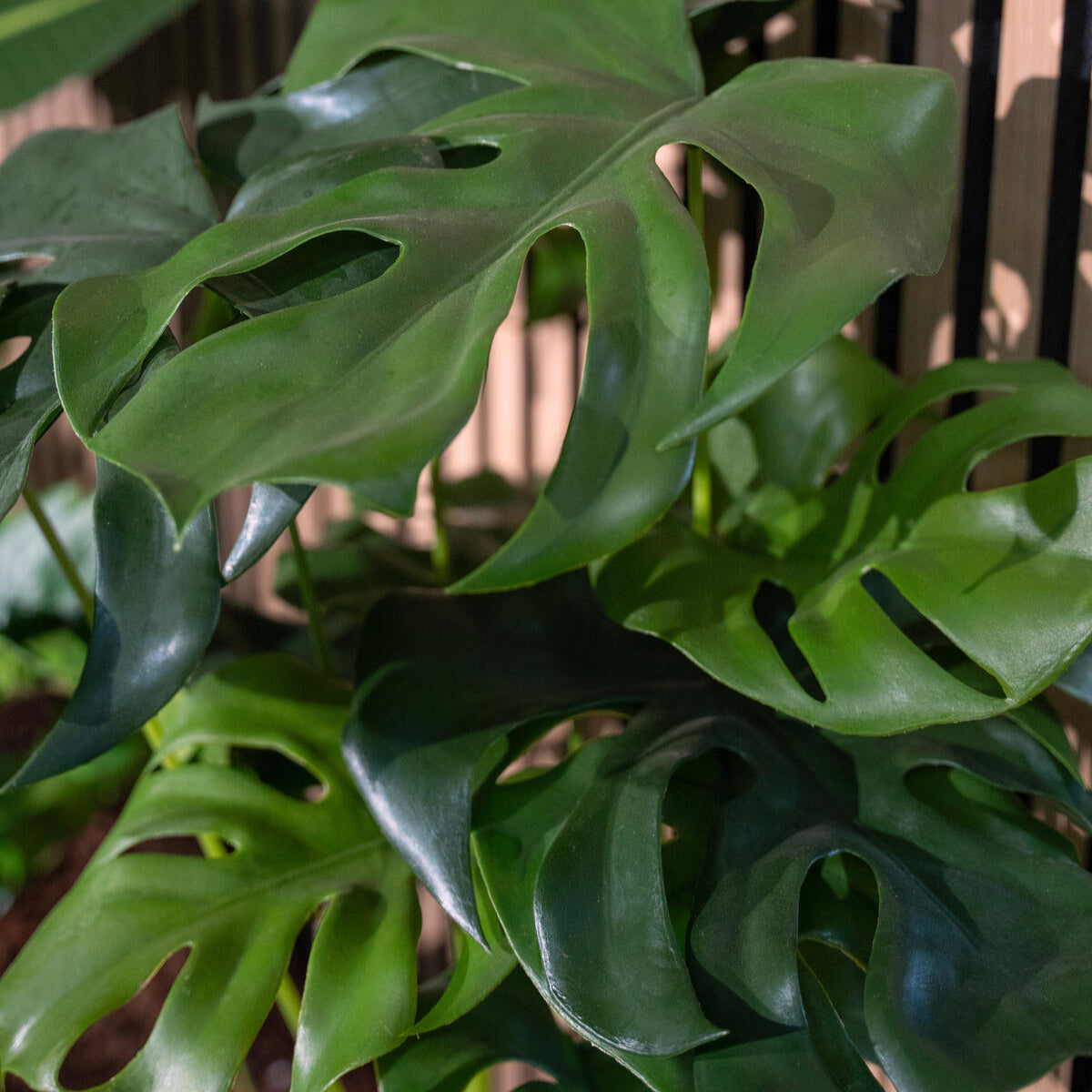 Monstera kuenstlich mit breiten, gelochten Blaettern – 90 cm hoch, moderne Tropenpflanze ohne Giessen