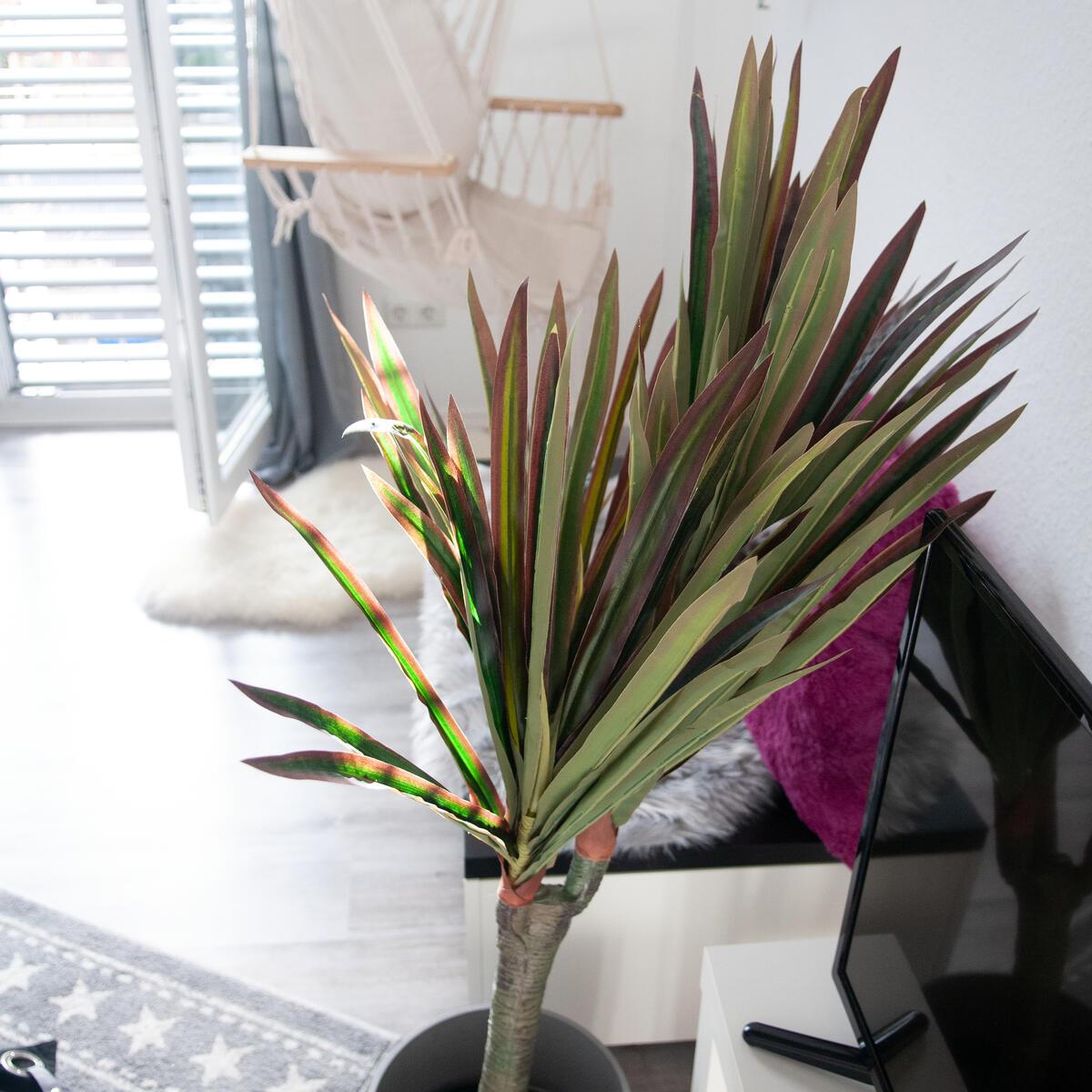 Dracaena 120 cm in einem Wohnzimmer neben einem TV und bodentiefem Fenster.